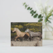 Zwei Bashkir-Curly-Pferde laufen zusammen Postkarte (Stehend Vorderseite)