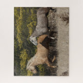 Zwei Bashkir-Curly-Pferde laufen zusammen Puzzle (Vertikal)