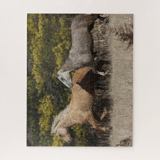 Zwei Bashkir-Curly-Pferde laufen zusammen Puzzle (Vertikal)