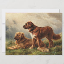 Zwei beobachtende Hunde