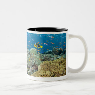 Zwei Berggipfel, die in ungefähr 75 Fuß Wasser Zweifarbige Tasse