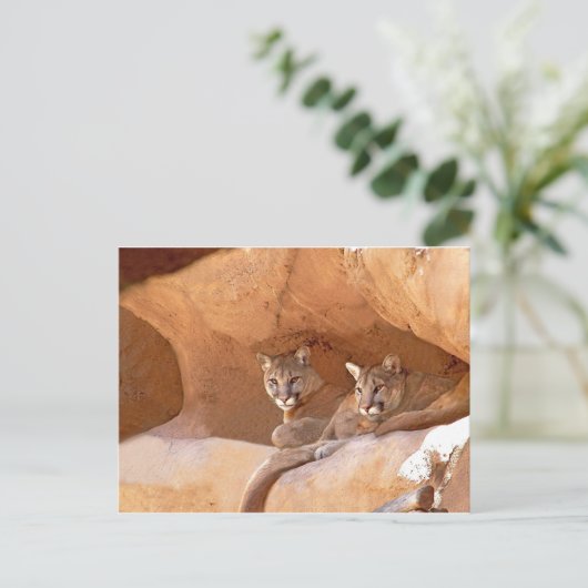 Zwei Berglilionen Postkarte (Stehend Vorderseite)