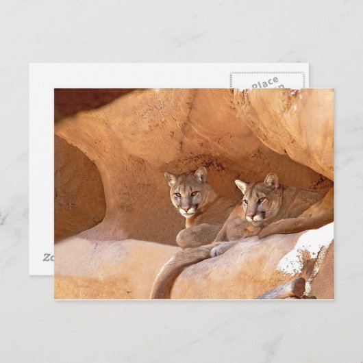 Zwei Berglilionen Postkarte (Vorne/Hinten)