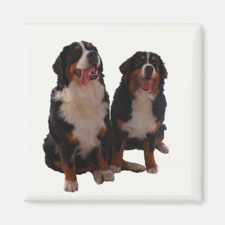 Zwei Berner Magnet
