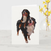 Zwei bernese karte (Gelbe Blume)