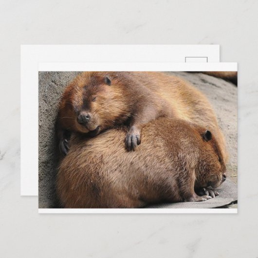 Zwei Biber schlafen zusammen Postkarte (Vorne/Hinten)