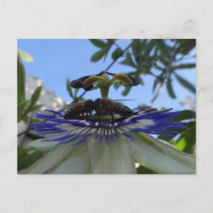 Zwei Bienen auf Passion Blume DIY Postkarte