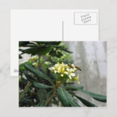 Zwei Bienen Postkarte (Vorne/Hinten)