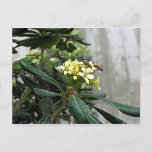 Zwei Bienen Postkarte (Vorderseite)