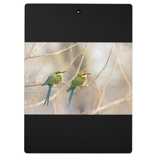 Zwei Bienenfresser Klemmbrett (Rückseite)