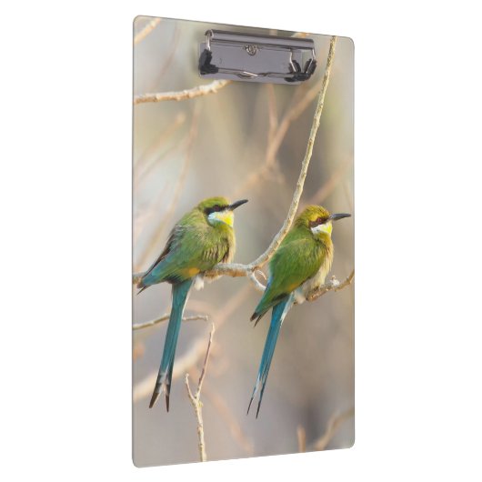 Zwei Bienenfresser Klemmbrett (Rechts)