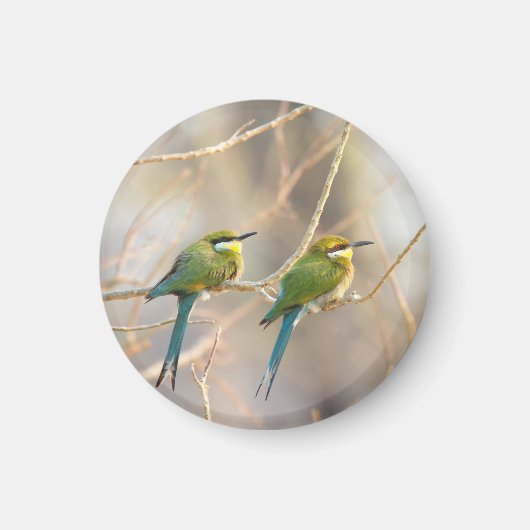 Zwei Bienenfresser Magnet (Vorne)