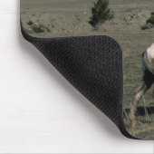 Zwei Bighorn-Schaf-RAMs Mousepad (Ecke)
