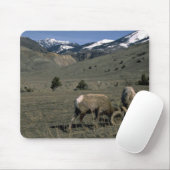 Zwei Bighorn-Schaf-RAMs Mousepad (Mit Mouse)
