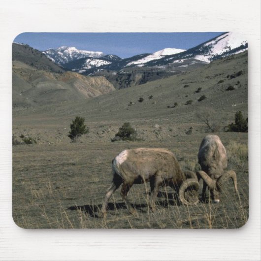 Zwei Bighorn-Schaf-RAMs Mousepad (Vorne)