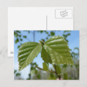 Zwei Birch Leav Postkarte (Vorne/Hinten)