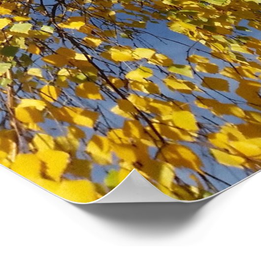 zwei Birken Poster (Ecke)