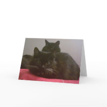Zwei Black Cats Grußkarten