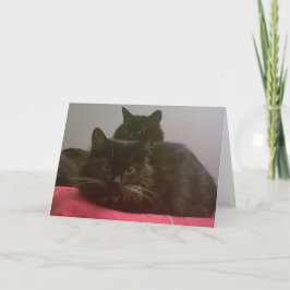 Zwei Black Cats Grußkarten Karte