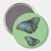 Zwei blaue Morpho Schmetterlinge Kust. BG-Farbmaga Magnet (Vorderseite/Rückseite)