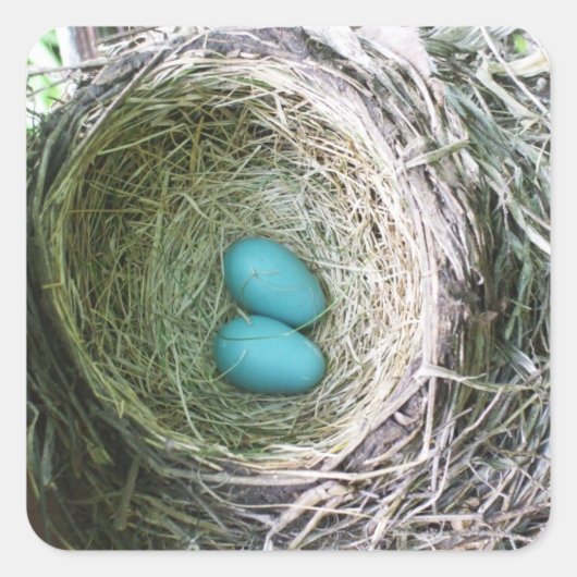 Zwei blaue Robin-Eier im Nest Quadratischer Aufkleber (Vorderseite)