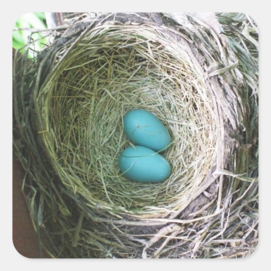 Zwei blaue Robin-Eier im Nest Quadratischer Aufkleber (Vorderseite)