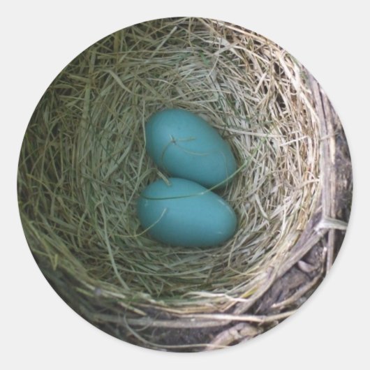 Zwei blaue Robin's Eggs in Nest Classic Round Stic Runder Aufkleber (Vorderseite)