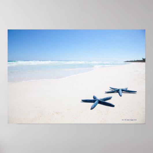 Zwei blaue Seesterne am Rande des Wassers auf trop Poster (Vorne)