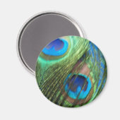 Zwei Blue Peacock Feathers Magnet (Vorderseite/Rückseite)