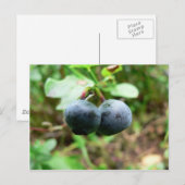 Zwei Blueberris Postkarte (Vorne/Hinten)