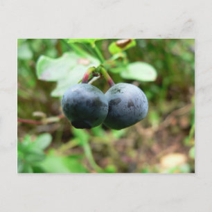 Zwei Blueberris Postkarte