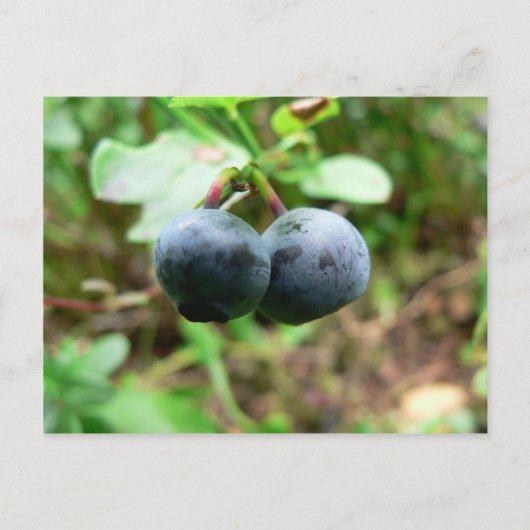 Zwei Blueberris Postkarte (Vorderseite)