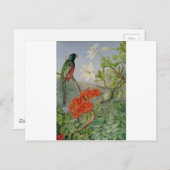 Zwei blühende Naben von Natal und ein Trogon Postkarte (Vorne/Hinten)