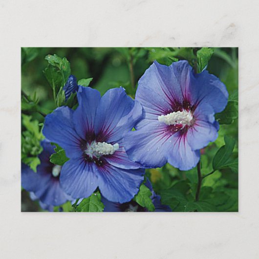 Zwei Blume mit blauem Hibiskus auf Pflanze Postkarte (Vorderseite)