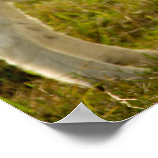 Zwei Boerziegen Niedlich Poster (Ecke)