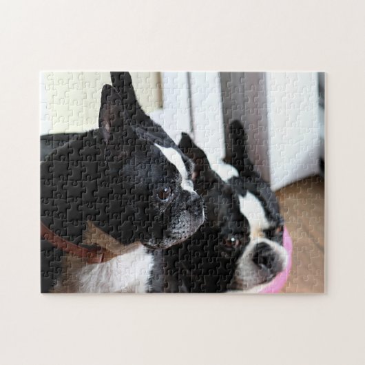 Zwei Boston-Terrier Puzzle (Horizontal)