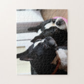 Zwei Boston-Terrier Puzzle (Vertikal)