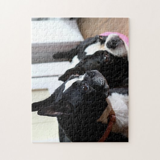Zwei Boston-Terrier Puzzle (Vertikal)