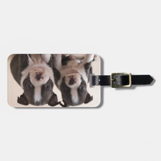 Zwei Boston Terrier Welpen Gepäckanhänger (Vorderseite horizontal)