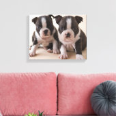 Zwei Boston Terrier Welpen Leinwanddruck (Insitu (Wohnzimmer))