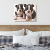 Zwei Boston Terrier Welpen Leinwanddruck (Insitu (Schlafzimmer))