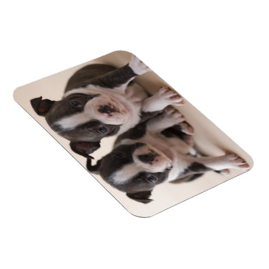 Zwei Boston Terrier Welpen Magnet (Rechte Seite)