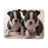 Zwei Boston Terrier Welpen Magnet (Horizontal)