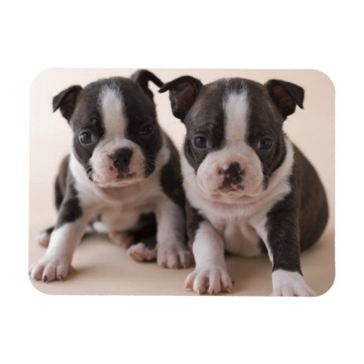 Zwei Boston Terrier Welpen Magnet (Horizontal)