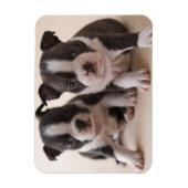 Zwei Boston Terrier Welpen Magnet (Vertikal)