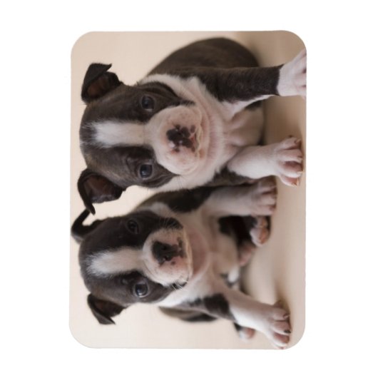 Zwei Boston Terrier Welpen Magnet (Vertikal)