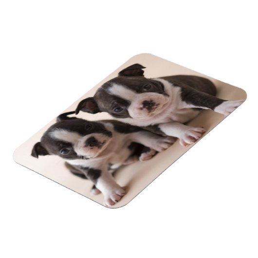Zwei Boston Terrier Welpen Magnet (Linke Seite)