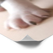 Zwei Boston Terrier Welpen Poster (Ecke)