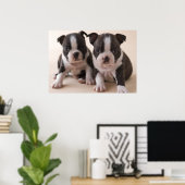 Zwei Boston Terrier Welpen Poster (Heimbüro)