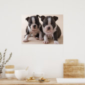 Zwei Boston Terrier Welpen Poster (Küche)